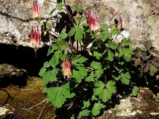 {Aquilegia canadensis}
